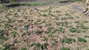 Обработайте солому так перед мульчированием и сорняков на грядке не будет.