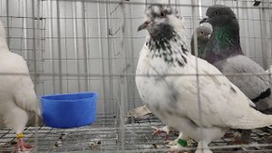 14.03.2025г Ярмарка Сборная Ночная ч. 2