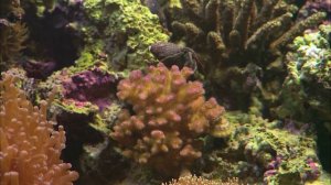 Экзотический аквариум с морской водой, снятый в высоком разрешении.