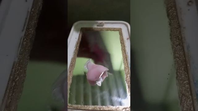 Masker rambut bagus XL Professionnel 😍 смотреть онлайн