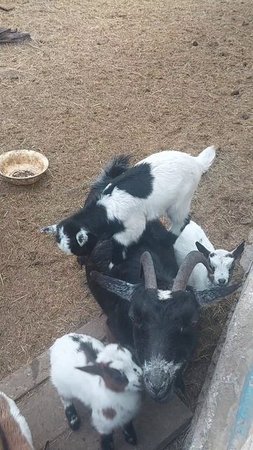 🐐 -  Покатай меня 😁