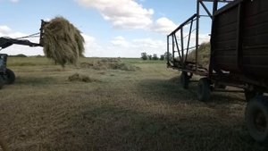 Погрузка сена трактором Мтз 80