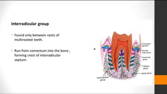 Lecture of Dr. Kanza Nadawat on TOPIC : Periodontal Ligament смотреть онлайн