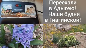 Живем в Адыгее/Электровафельница в подарок/Работа в теплице/Жара пока держится/