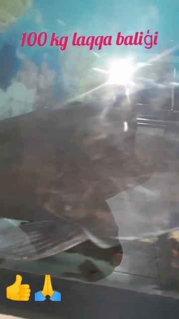 100 кг сом#100 kg fish # живой большой хищник риба смотреть онлайн