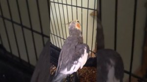 Говорящий попугай корелла