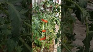 Подвязка и формирование томатов в два ствола. Подвязка кистей.