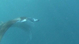 Плавание со скатами-манта