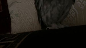 Савёнок 🦉🦉