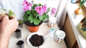 Пеларгония. Перевалка, пересадка, черенкование. Плющелистная. Королевская. 20.03.2024