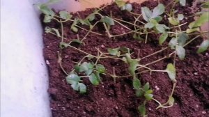 Клематис Полиш Спирит