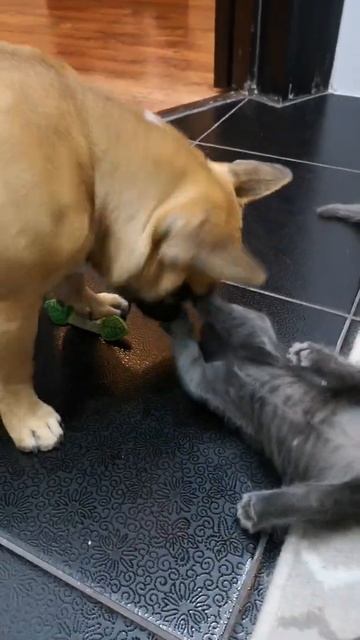 Малыш и "Карлсон" - сколько тебе лет? 🐱🐶Французский бульдог Ева и котенок #Shorts