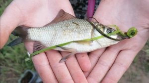 Вечерняя рыбалка на КАРАСЯ! #рыбалка #fishing #ловлякарася #карась