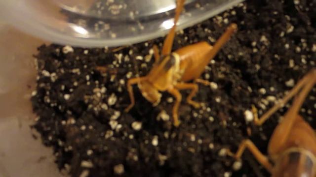 Pediodectes haldemani Male and female смотреть онлайн