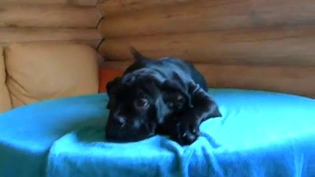 кобра 1 001 смотреть онлайн