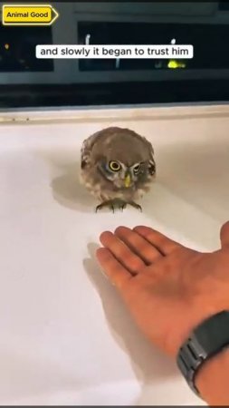 The man found an owl inside his house and then...