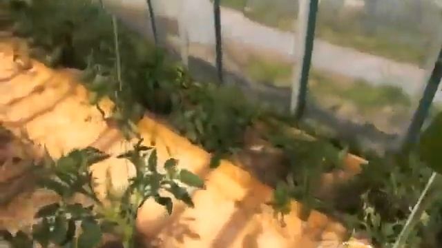 Мой огород - Томаты в теплице 29.06.14г / tomatoes in a greenhouse смотреть онлайн
