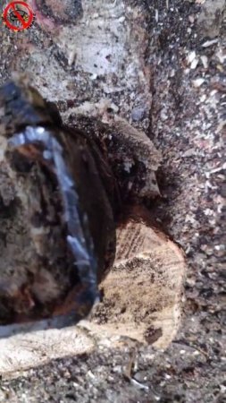 сделай сам: обнял дерево!/ внутри дерева, обнаружил...