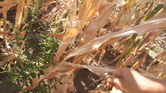 дисковка после дождя и немного кукурузы смотреть онлайн