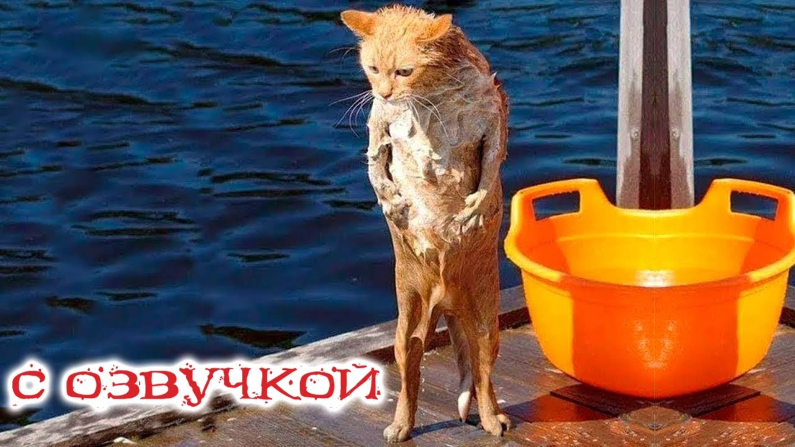 Приколы с котами! Самая смешная ОЗВУЧКА ЖИВОТНЫХ! До слёз!