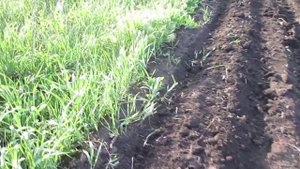 Самодельная сеялка почти No - Till-1