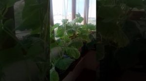 Выращиваем огурцы на балконе. (ошибки)
