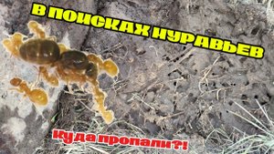 Нашли муравейник! Но где муравьи?//В поисках муравьёв//Хорошие Муравьи