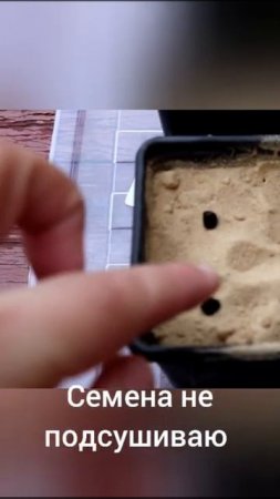 Посадка семян лилейника🌺. Planting daylily seeds.