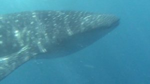 Плавание с китовой акулой