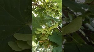 Семена клена в виде лопастей вертолета, авиоконструкторы копируют природные шедевры, строят самолет