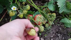 Клубника Вима- Ксима  радует своим урожаем