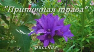 ПРИТОЧНАЯ ТРАВА.