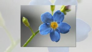 НЕЗАБУДКА /ВСО/ (муз. Л.Горцуевой,на стихи В.Крюковой)