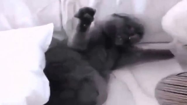 БОЛЬШАЯ подборка смешных видео с домашними любимцами(кошки) смотреть онлайн