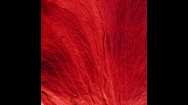 Asthenic Syndrome Audio