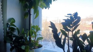 Голубое и белое...