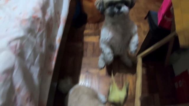 Cute Shih Tzu Dogs - THE ABANGERS (Star, Lulu & Pipa) | Quarantine Vlogs смотреть онлайн