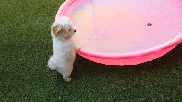 Sadie Belle in daycare смотреть онлайн