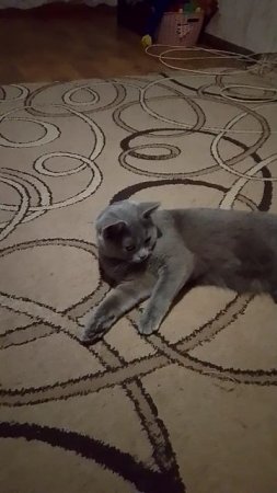 у меня есть Кошка дыма