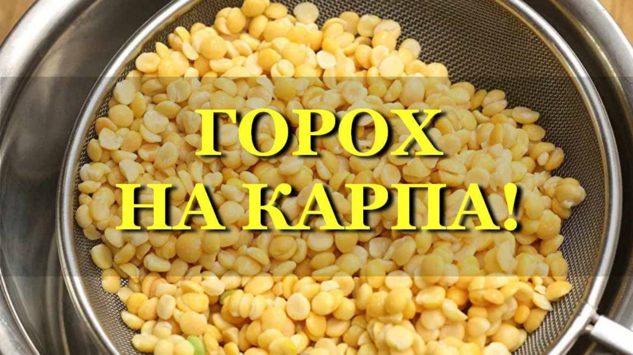 Секретный ГОРОХ на КАРПА! Косит всю мирную рыбу! #рыбалка #карп #fishing #БелыйАмур #карась #лещ