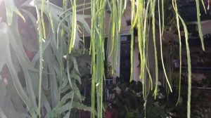 Lepismiun bolivianum review