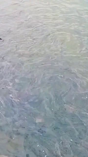 sree padmanabha swami temple | Trivandram смотреть онлайн