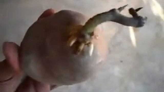 hanging potato@F.Y.I.O. смотреть онлайн