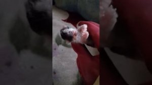 Амурская область, с. Зельвино