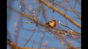 Птицы около нашего дома.