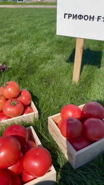 Грифон F1 / Gryphon F1,50-55 дней - Томат, Nunhems смотреть онлайн