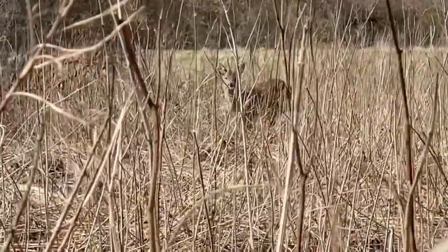 Касуля смотреть онлайн