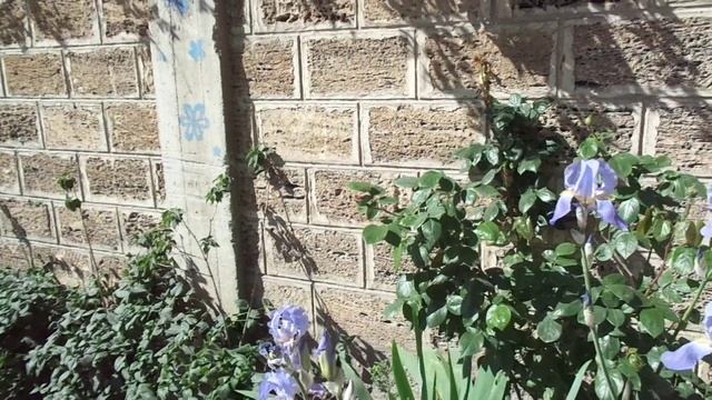 🌿 Майские зарисовки, г. Судак,18 мая 2022 год.