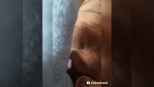 МИР ДОРГАДЬЯ