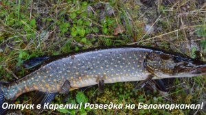 Отпуск в Карелии! Спиннинг на канале! Поехали на разведку! Щука на Беломорканале! Природа Карелии!